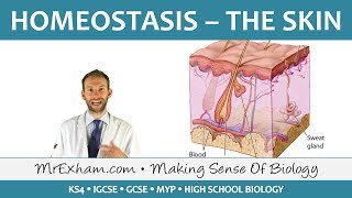 Homeostasis and the Skin  GCSE Biology 91 [upl. by Notnilk209]