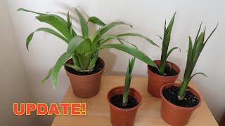 Bromeliad Propagation Update  Check Out These Guzmania Pups [upl. by Kaz]