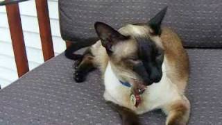 Siamese cat TALKS for the camera [upl. by Tacye]