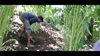 How to Grow Cardamom  Growing amp Maintenance cardamom plantation Elaichi [upl. by Areek]