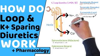 How do Loop amp Potassium Sparing Diuretics Work  Pharmacology [upl. by Crellen820]