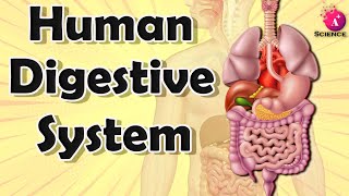 Human Digestive System for grade 7 [upl. by Bysshe]