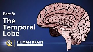 Temporal Lobe  Human Brain Series  Part 8 [upl. by Llecram]