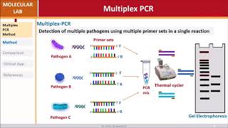 Multiplex PCR [upl. by Kailey377]