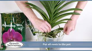 Potting up a Vanda Orchid [upl. by Millman]