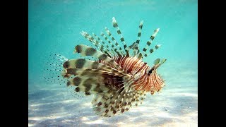 Facts The Lionfish [upl. by Maryly277]