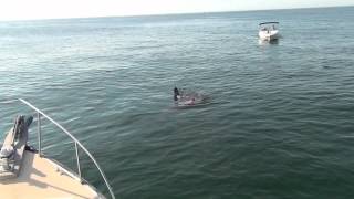 Great White Shark Attacks Seal off Chatham MA  82212 [upl. by Enitnemelc]