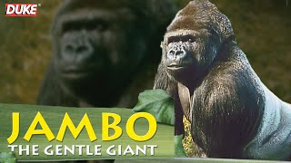 Jambo the Gorilla  The Gentle Giant  Documentary [upl. by Neehsar]