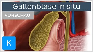 Gallenblase Lage und Anatomie der Gallenwege Vorschau  Kenhub [upl. by Aneled]