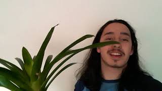 Bromeliads  Guzmania care What to do after they bloom [upl. by Mcknight]