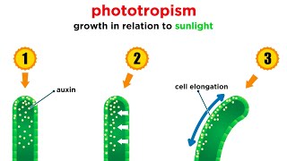 Mechanisms of Plant Growth [upl. by Fidela]