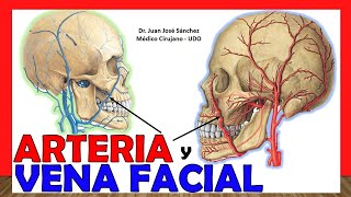 🥇 ARTERIA Y VENA FACIAL Anatomía  ¡Explicación Sencilla [upl. by Navonoj]