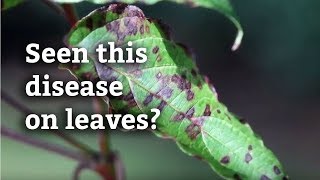 Dogwood Anthracnose  Expert Tree and Shrub Tips [upl. by Norved]