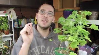 Taking Stem Cuttings of Pelargoniums Geranium [upl. by Sena]