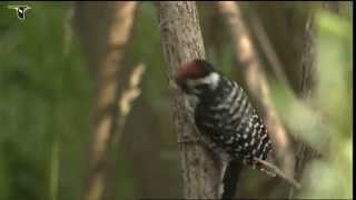 Male Nuttalls Woodpecker [upl. by Sej]