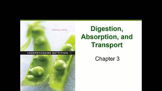 Digestion Absorption amp Transport Chapter 3 [upl. by Det768]