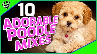 Top 10 Poodle Mix Breeds Small Doodle Dogs 101 [upl. by Aylward]