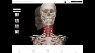 LearnVisible Body  Head Rotation Contralateral [upl. by Arannahs]