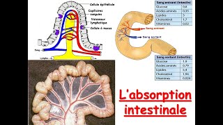 Absorption intestinale [upl. by Euqcaj]