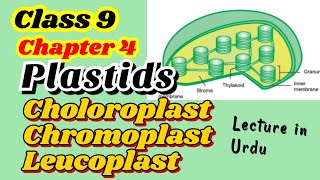 Plastids  cell Organelles  Class 9  Chapter 4  Try and Gain [upl. by Trstram976]