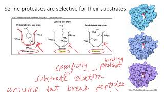 Enzymes Serine Proteases Dr Terrell [upl. by Beller336]