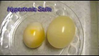 Egg Osmosis Hypertonic vs Hypotonic Solution [upl. by Nitsugua520]