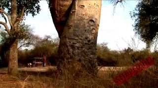 Baobab Tree Adansonia Travel Video [upl. by Yatnohs627]