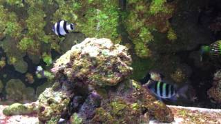 Damselfish Community Aquarium [upl. by Attiuqram]