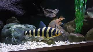 Leporinus fasciatus [upl. by Cummings]