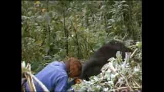 Dian Fossey Digits death [upl. by Khai959]