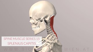 Splenius Capitis Spine Series 15 Neck Muscles 3D Animation [upl. by Windsor]