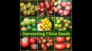 Harvesting Clivia Seeds [upl. by Werdnaed]