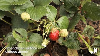 Entretien des fraisiers  Truffaut [upl. by Hteik]