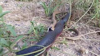 Redbelly Black snake attacking a Brown snake [upl. by Isman]