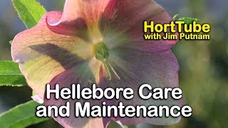 Hellebores Care and Maintenance  Lenten Rose [upl. by Garwin]