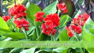 How to Plant Canna Bulbs [upl. by Nosreh143]