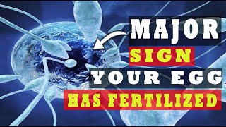 Egg and Sperm Meet Symptoms – Major Signs Your Egg Has Been Fertilized 5 INDICATIVE SYMPTOMS [upl. by Odnuges]