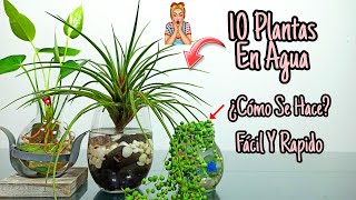 10 Plantas De INTERIOR que se CULTIVAN en AGUA [upl. by Ttej]