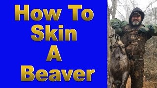 How To Skin A Beaver [upl. by Llennahs]