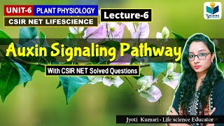 AUXIN SIGNALING PATHWAY  PHYTOHORMONEPART6 CSIR NETPLANT BIOLOGY [upl. by Attennek]