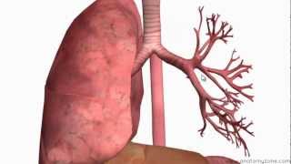 Pharmacology  DRUGS FOR ASTHMA AND COPD MADE EASY [upl. by Bastien]