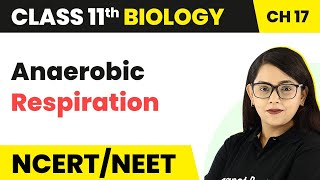 Class 11 Biology Chapter 17  Anaerobic Respiration  Breathing and Exchange of Gases [upl. by Lezti]