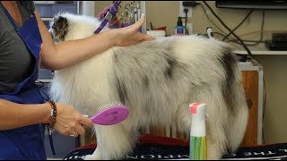 Line Brushing Tutorial Double Coated Breeds [upl. by Zigrang]