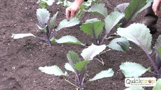 How to Grow Cabbage  A Step by Step Guide [upl. by Selimah]