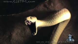 Black Mambas 01 Mamba vs Humans [upl. by Wichman]