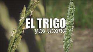 El TRIGO y La Cizaña  Parábola  Reflexión [upl. by Isabella157]