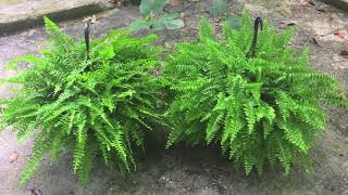 SAVED Last Summers Boston Ferns [upl. by Ymac]