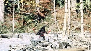 PattersonGimlin Bigfoot Film analysis 4K stabilised colour [upl. by Seko621]