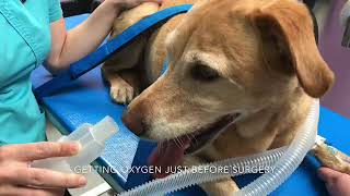 Penny a Labrador with laryngeal paralysis [upl. by Jarus]