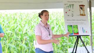 USDA Dr Wendy Zellner Silicon the next essential element for Crops [upl. by Tannie]